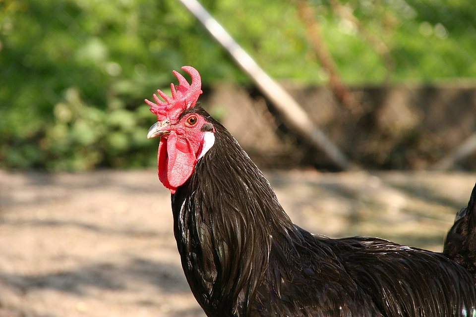 Förderverein Augsburger Huhn