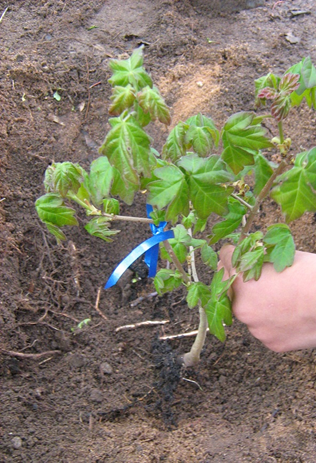 GUTES VERSCHWENDEN - WASTING GOOD THINGS-PLANTING