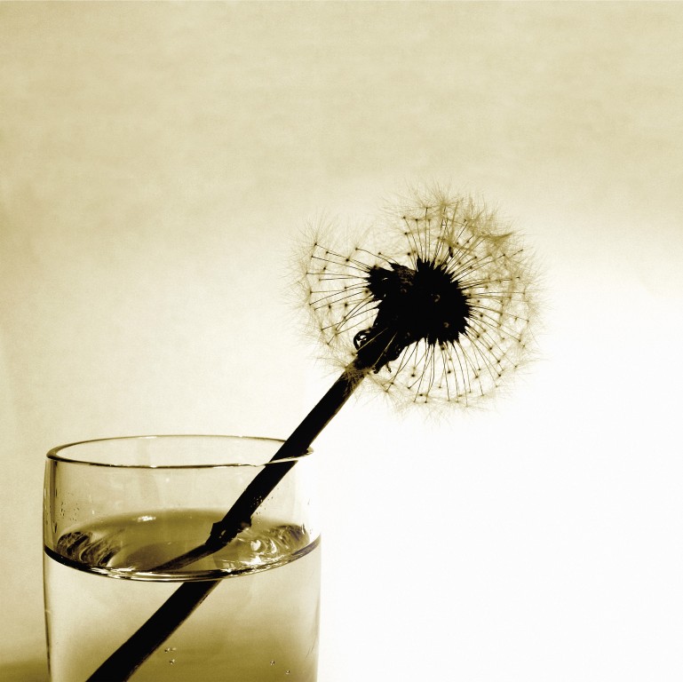 Hospiz-Gruppe „Albatros“ – ambulante Hospizbegleitung in Augsburg